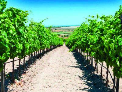 Vacanze gourmet in Sicilia